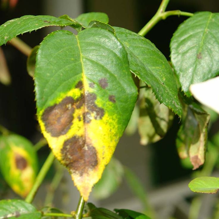Blog Image